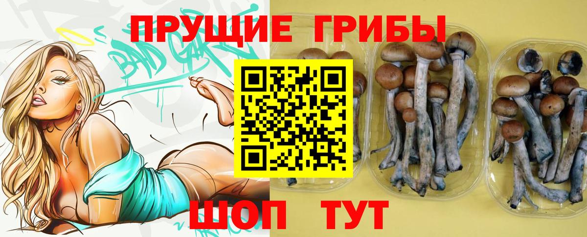 Камышин  где можно купить наркотик  Вход с VPN  Галлюциногенные грибы Psilocybine cubensis 