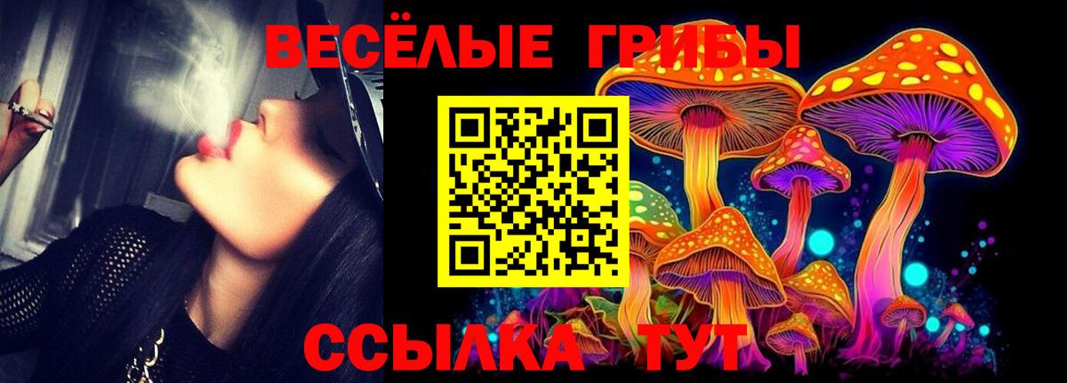 Псилоцибиновые грибы Psilocybine cubensis Камышин
